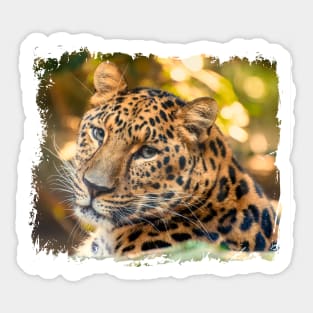 Amur Leopard portrait photography Sticker